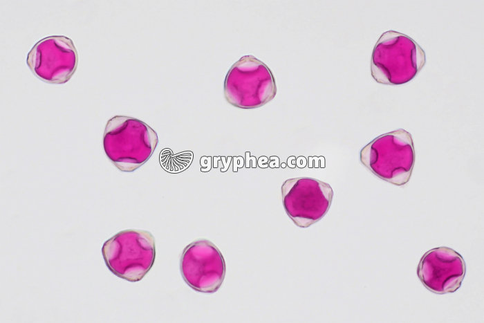 Pollen Noisetier x170 - gryphea.com